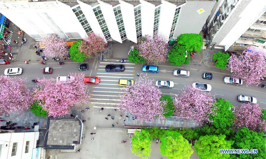 #CHINA-GUANGXI-LIUZHOU-FLOWERS (CN)
