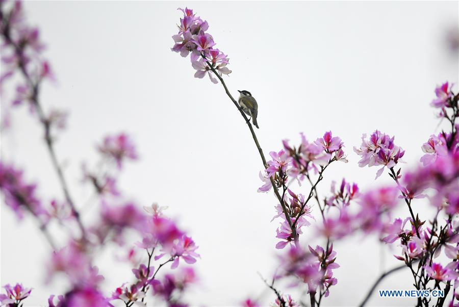 #CHINA-GUANGXI-LIUZHOU-FLOWERS (CN)