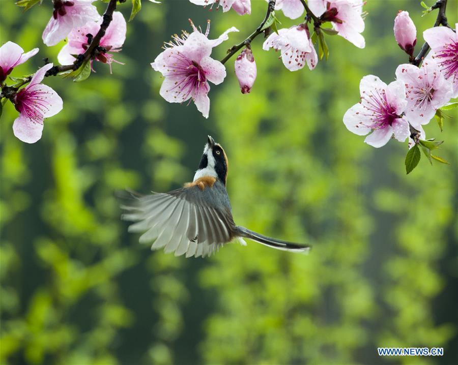 XINHUA PHOTO WEEKLY CHOICES (CN)