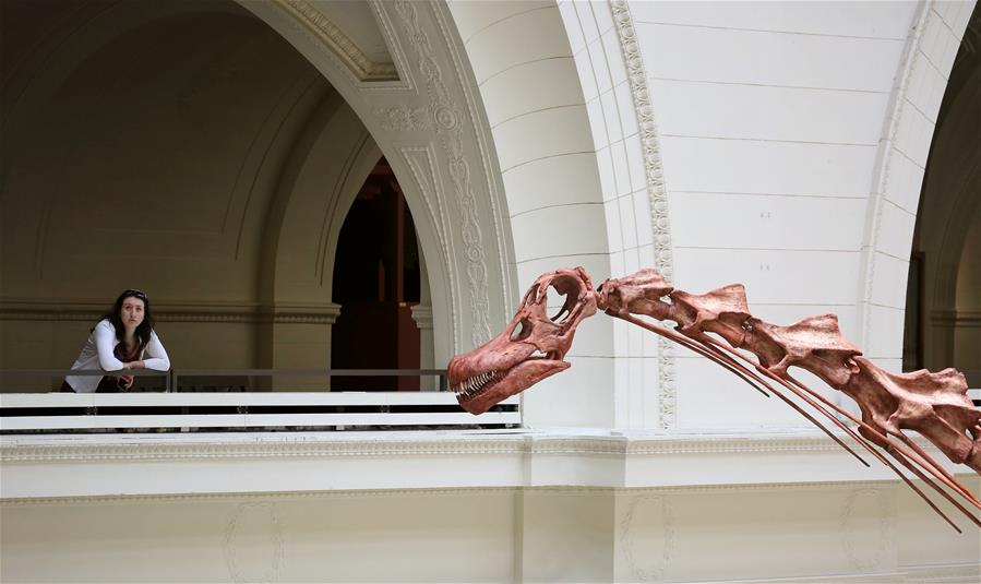 U.S.-CHICAGO-FIELD MUSEUM-PATAGOTITAN MAYORUM-DINOSAUR FOSSIL