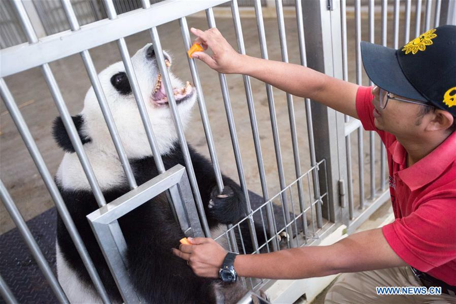 MALAYSIA-KUALA LUMPUR-PANDA-FEEDER