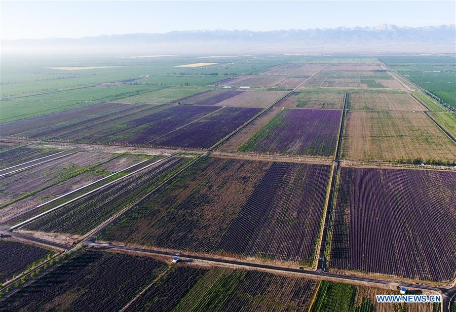 CHINA-XINJIANG-LAVENDER-HARVEST (CN)