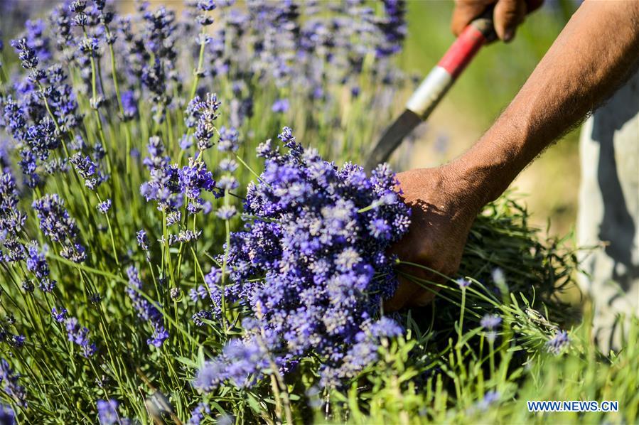 CHINA-XINJIANG-LAVENDER-HARVEST (CN)