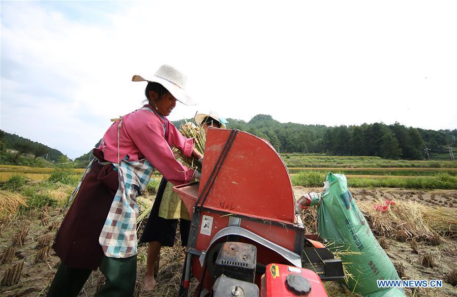 #CHINA-AUTUMN-PADDY FIELDS (CN)