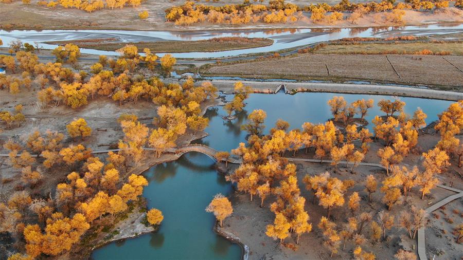 CHINA-INNER MONGOLIA-POPULUS EUPHRATICA-SCENERY (CN)