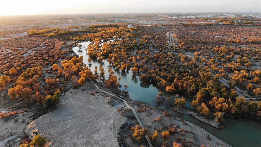 CHINA-INNER MONGOLIA-POPULUS EUPHRATICA-SCENERY (CN)