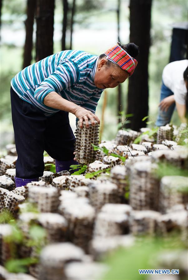 CHINA-GUIZHOU-JIANHE-AGRICULTURE-EDIBLE FUNGI (CN)