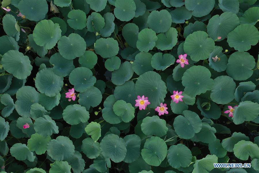 CHINA-HEBEI-XIONGAN-LOTUS(CN)