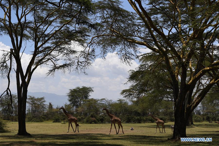 KENYA-ECOLOGY-CHINA-BEIJING-HORTICULTURAL EXPO-KENYA DAY