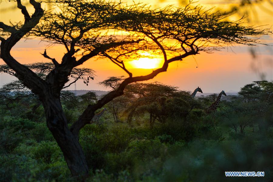 KENYA-ECOLOGY-CHINA-BEIJING-HORTICULTURAL EXPO-KENYA DAY