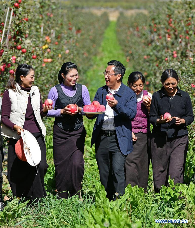 (InTibet) CHINA-TIBET-NYINGCHI-APPLE CULTIVATION PROFESSOR (CN)