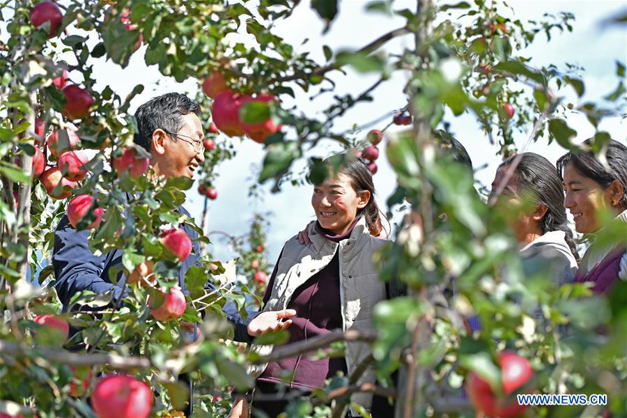 (InTibet) CHINA-TIBET-NYINGCHI-APPLE CULTIVATION PROFESSOR (CN)
