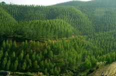 “美麗中國(guó)”風(fēng)來襲 節(jié)能環(huán)保林業(yè)最炫