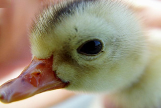 禽流感引發A股“冰火兩重天”