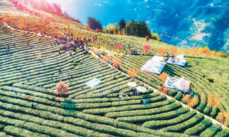 陜西紫陽:茶園春色上“云端”
