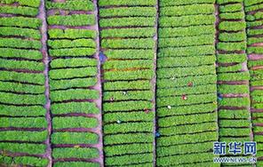 湖北:春日采茶忙