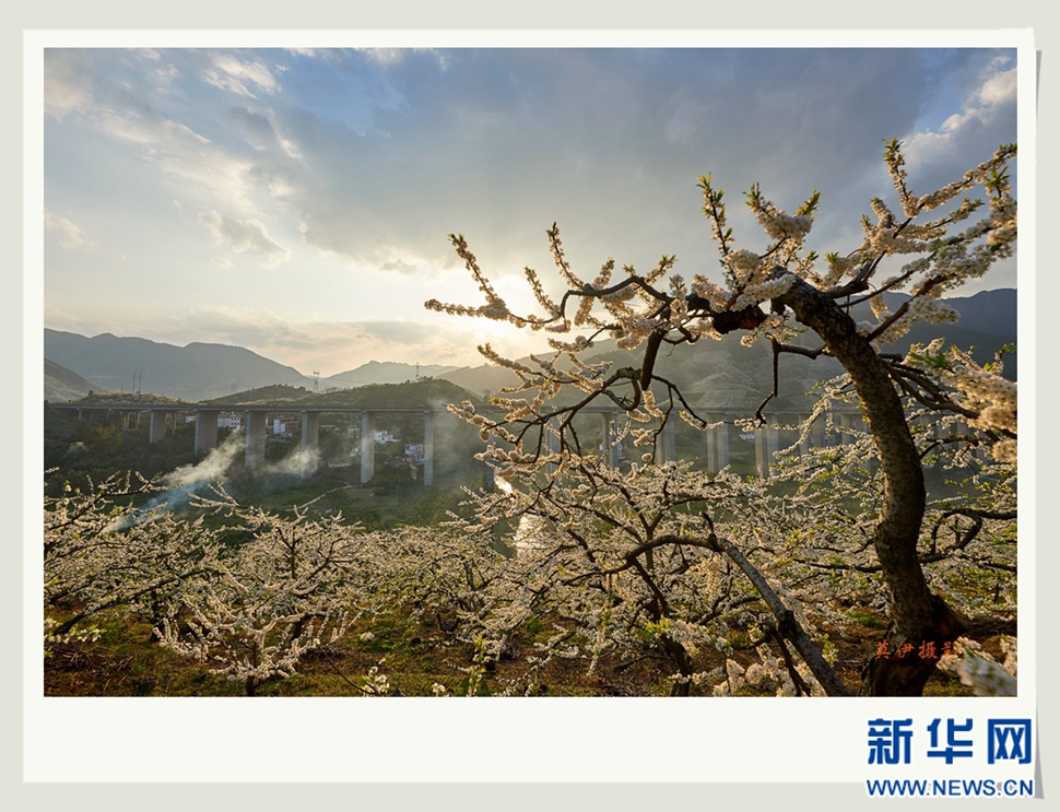 李花白，彩霞紅，春意濃