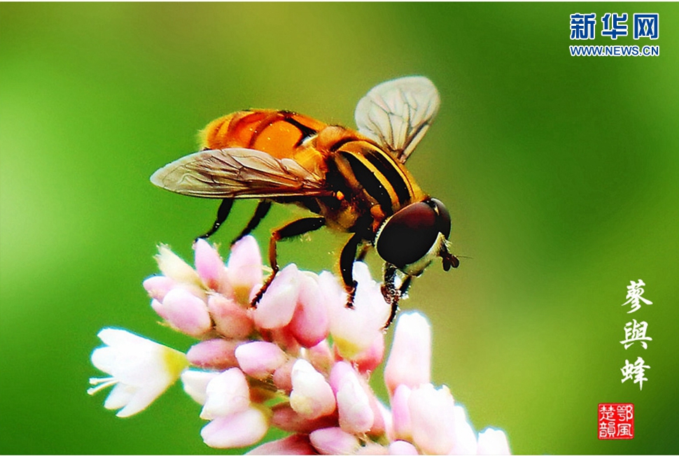 蓼與蜂、蜘蛛