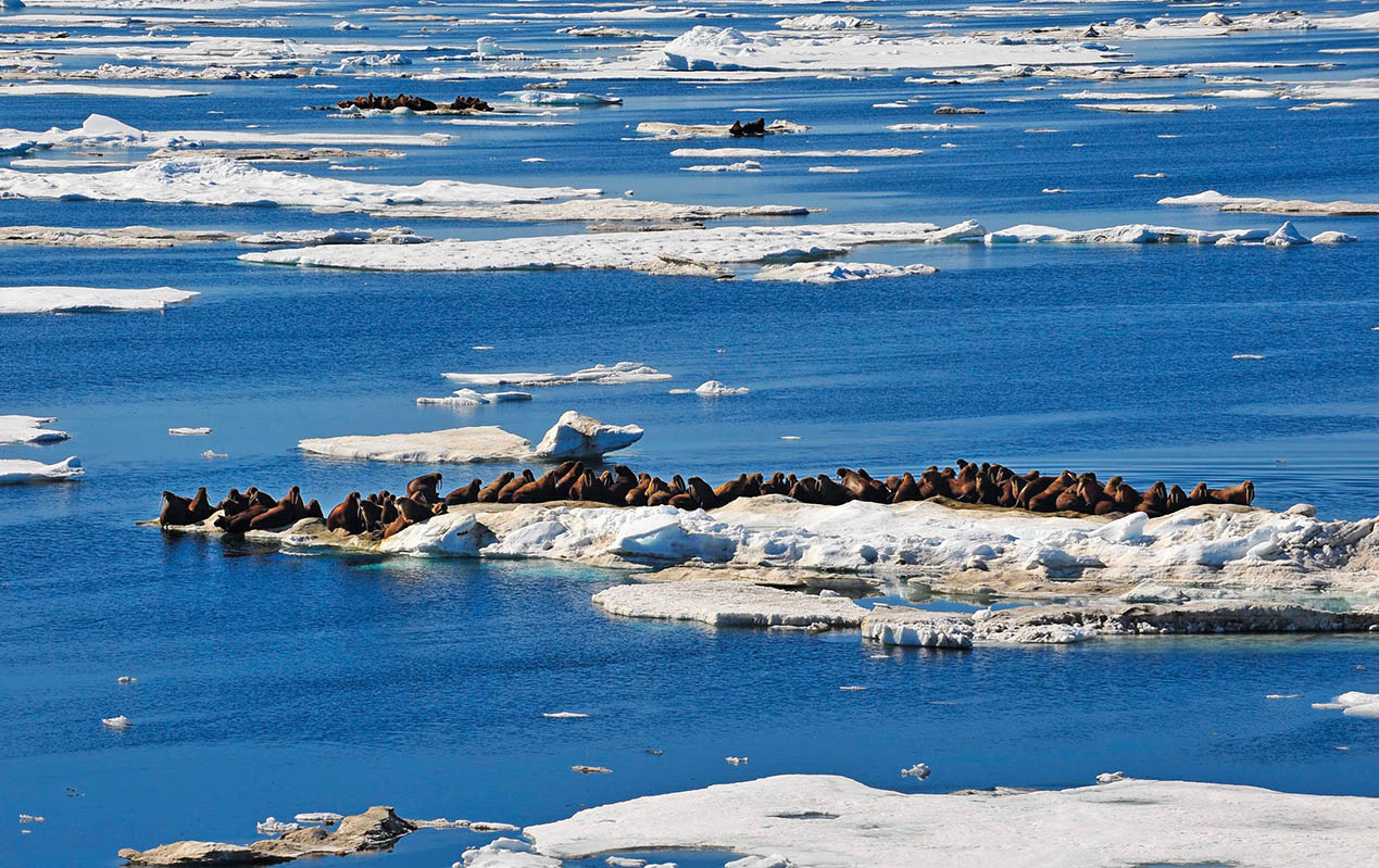 新千年前夜,我在北極感悟“新大陸”