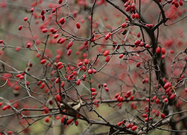 鄉企手拉手 扶貧穩步走