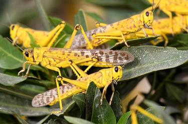 科威特:蝗蟲(chóng)入侵