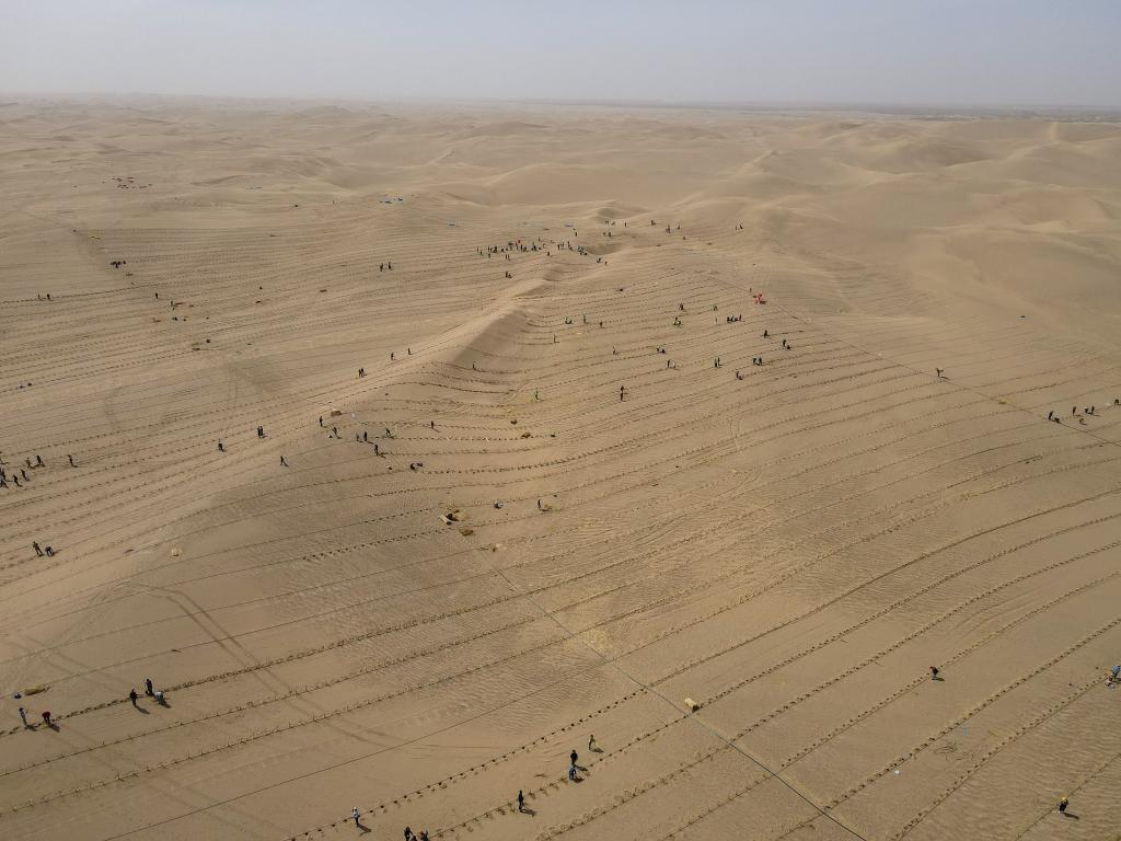 新疆且末:為沙漠添新綠