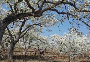 河北遷西:梨花吐芳滿園春