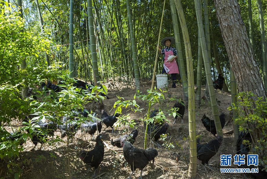 （新華全媒頭條·圖文互動）（2）赤水：別了，貧困！