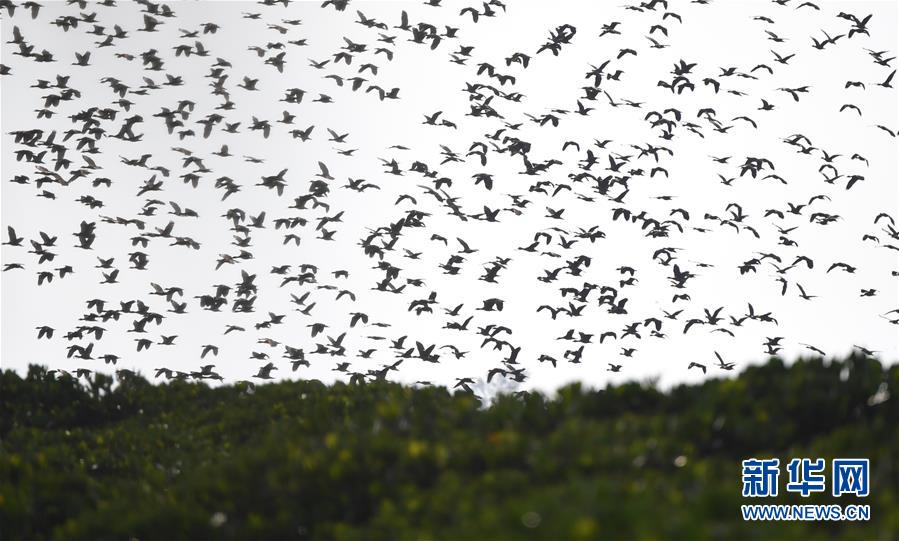 （圖文互動(dòng)）（3）十年樹木、紅樹成林——“海上森林”回歸記