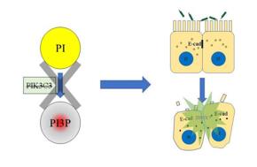 PI3P缺失導致上皮細胞連接破壞，最終招募中性粒細胞，發生急性炎癥