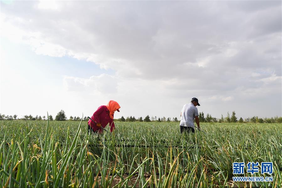 (新華全媒頭條·在習近平新時代中國特色社會主義思想指引下——新時代新作為新篇章·圖文互動)(3)綠富同興畫卷在沙海中鋪展——庫布其沙漠生態治理紀實