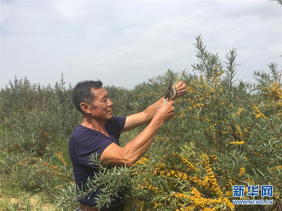 (新華全媒頭條·在習近平新時代中國特色社會主義思想指引下——新時代新作為新篇章·圖文互動)(9)綠富同興畫卷在沙海中鋪展——庫布其沙漠生態治理紀實