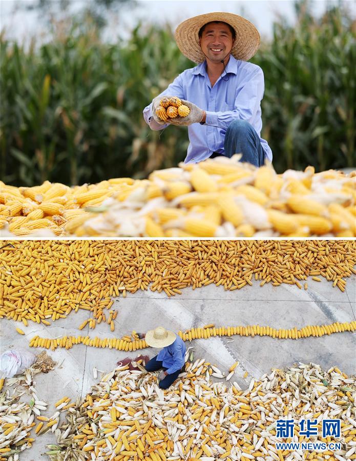 #(新華全媒頭條·圖文互動(dòng))(11)最年輕的節(jié)日 最悠久的牽念——寫給首個(gè)中國農(nóng)民豐收節(jié)