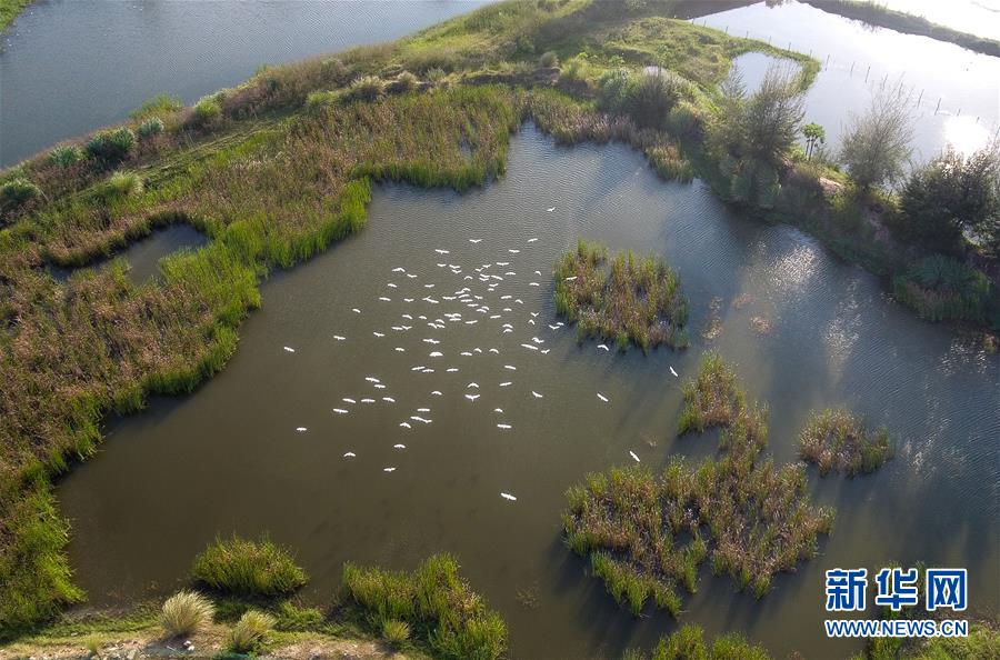 (圖文互動(dòng)·百城百縣百企調(diào)研行)(5)“濕地海口”的生態(tài)文明建設(shè)實(shí)踐