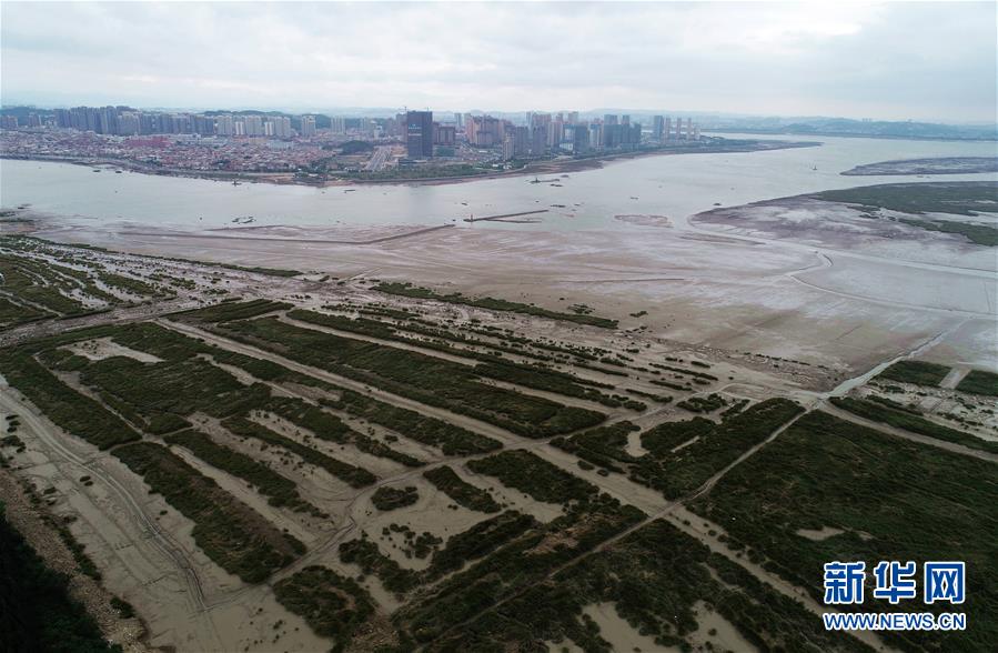 (新華視點·圖文互動)(1)福建10名黨員干部被問責的背后:7部門十余次執法未能有效制止泉州灣濕地圍墾行為