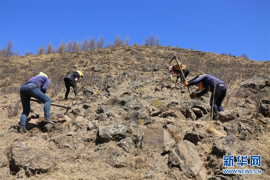 (新華全媒頭條·圖文互動)(8)那一抹綠色,走進越來越多人心里——河北塞罕壩續寫新時代綠色傳奇