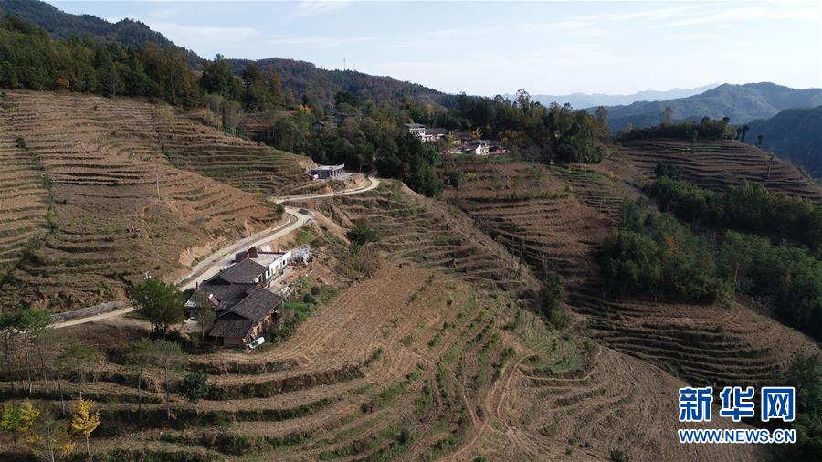 (在習近平新時代中國特色社會主義思想指引下·慶祝改革開放40周年·共享發展·圖文互動)(3)“浙江親人”請心安 白茶苗已種滿山——浙江安吉捐贈四川青川白茶苗種植地探訪