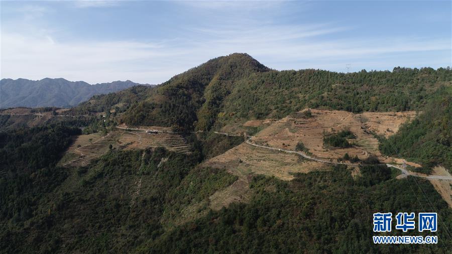 (在習近平新時代中國特色社會主義思想指引下·慶祝改革開放40周年·共享發展·圖文互動)(4)“浙江親人”請心安 白茶苗已種滿山——浙江安吉捐贈四川青川白茶苗種植地探訪