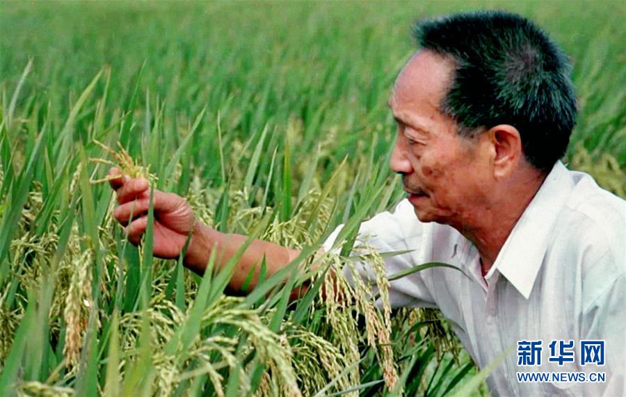 (改革先鋒風(fēng)采·圖文互動)(1)一顆稻谷的“中國貢獻(xiàn)”——袁隆平的追夢路
