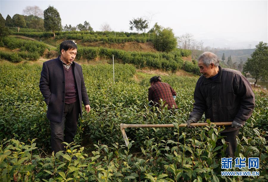 (在習近平新時代中國特色社會主義思想指引下——新時代新作為新篇章·鄉村振興戰略·圖文互動)(2)老支書王興強的新“茶事”