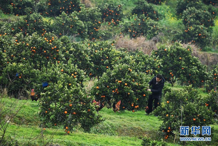 (新春走基層·圖文互動)(2)一個橙子的八年“蛻變史”