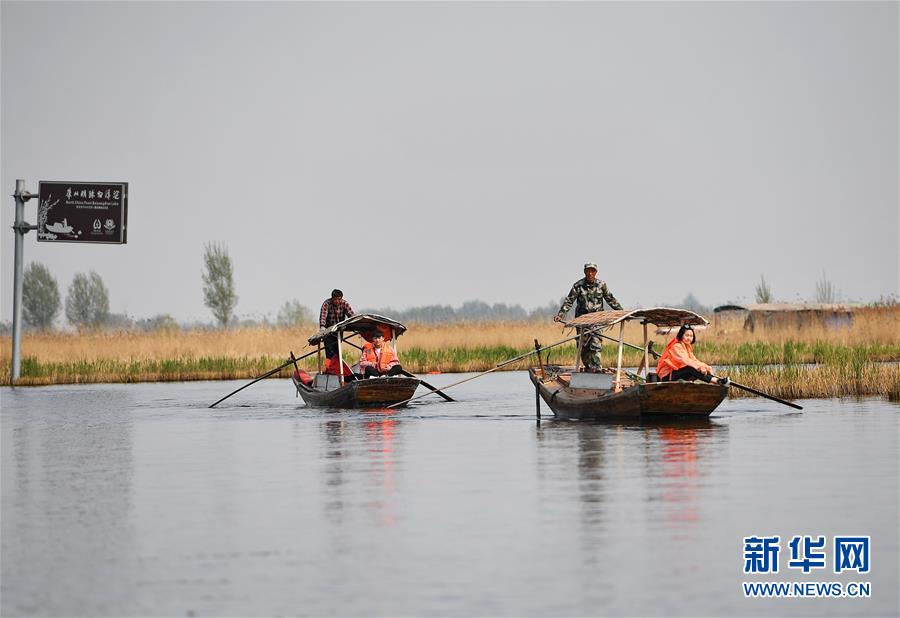 （壯麗70年·奮斗新時代·圖文互動）（6）從革命老區到雄安新區 白洋淀迎來新生