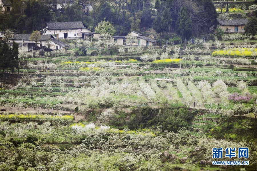 （在習近平新時代中國特色社會主義思想指引下——新時代新作為新篇章）（7）重慶巫山：“生態寶貝”變身“搖錢樹”