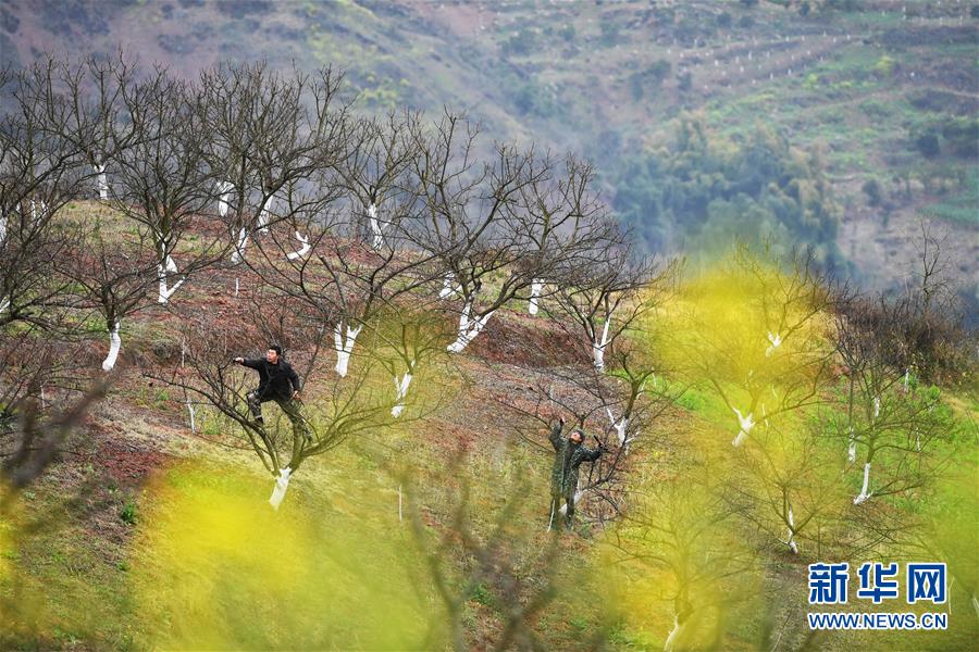 (在習近平新時代中國特色社會主義思想指引下——新時代新作為新篇章)(8)重慶巫山:“生態寶貝”變身“搖錢樹”