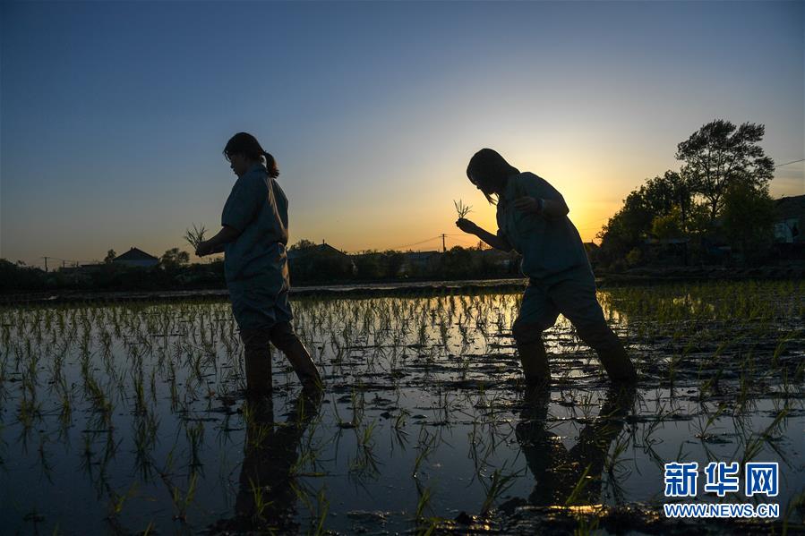 (在習近平新時代中國特色社會主義思想指引下——新時代新作為新篇章·圖文互動)(2)大學生種田讓農民“老把式”開了眼——吉林長白山下的稻田新事
