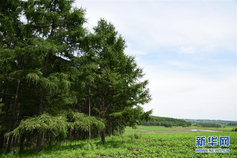 (在習(xí)近平新時代中國特色社會主義思想指引下——新時代新作為新篇章·圖文互動)(1)向林木要錢,讓綠樹生金——黑龍江省拜泉縣發(fā)展綠色經(jīng)濟(jì)助脫貧