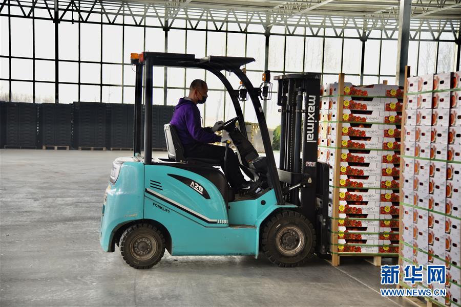 (新春走基層·圖文互動)(2)大興安嶺南麓的春天之六:鹽堿地長出“黃金果”