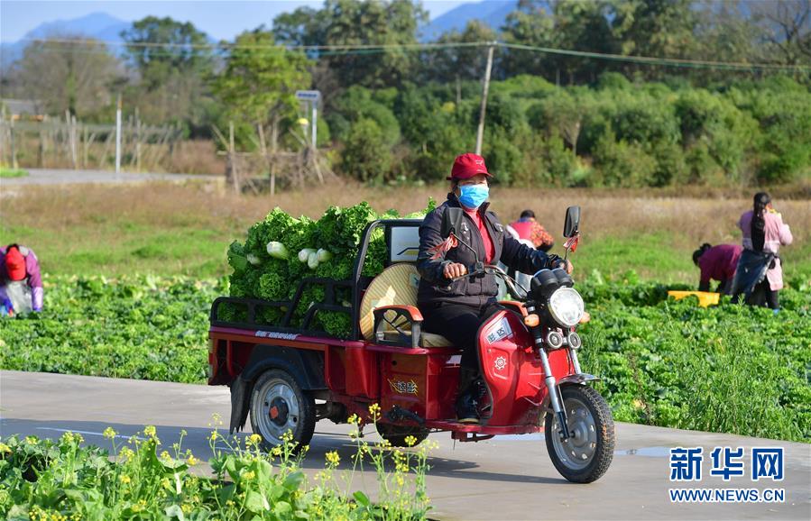 (圖文互動)(5)廣西桂林:“借力+接力”新鮮蔬菜進社區