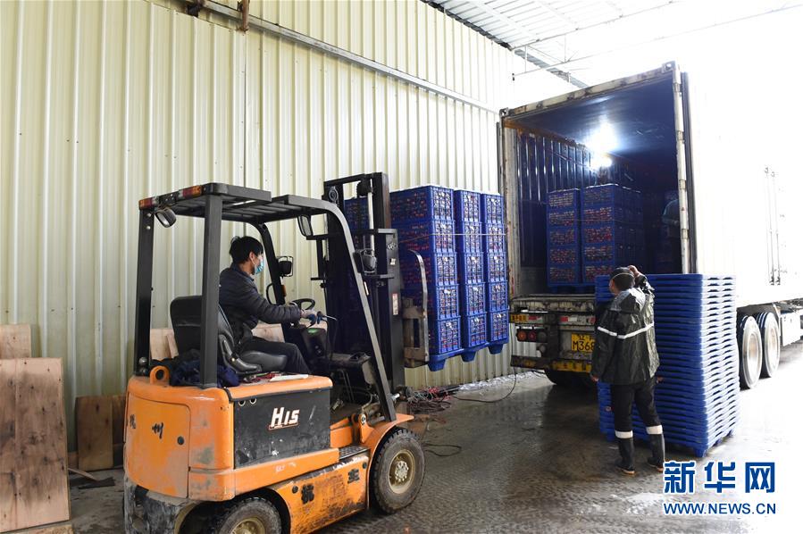 (圖文互動)(9)與疫情抗爭 與春光同行——廣西農村春耕備耕一線觀察