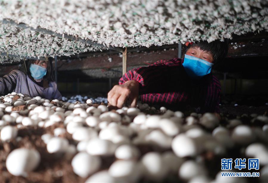 (社會)(1)河北內丘:扶貧產業復產促增收